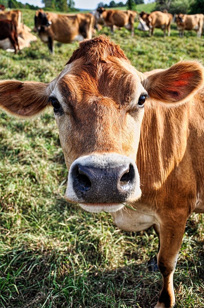 cow, jersey, dairy-2317992.jpg