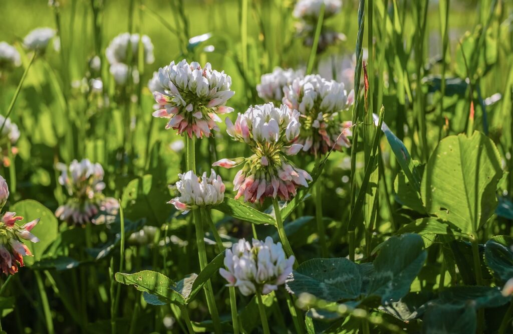 clover, blossom, bloom-4287002.jpg